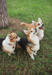 Cute welsh corgi dogs looking up at doggy food treats, tongue out. Three dogs diet and nutrition. welsh corgi cardigan and Pembroke dogs purebred pups.