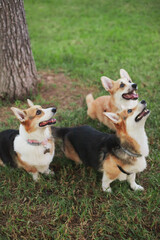 Cute welsh corgi dogs looking up at doggy food treats, tongue out. Three dogs diet and nutrition. welsh corgi cardigan and Pembroke dogs purebred pups.