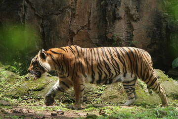 tiger in the zoo