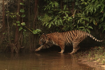 tiger in water