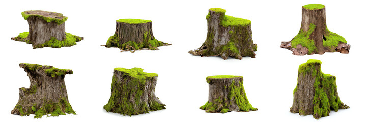 tree stumps, set of old and overgrown stubs, isolated on white background - obrazy, fototapety, plakaty