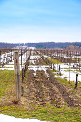 Fototapeta na wymiar Snow partially covers the rows of grape vines in early spring in Niagara region in Ontario Canada.