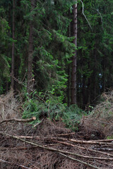 vertical shot with deep fir trees forest and cuted branches as a deforestation landscape
