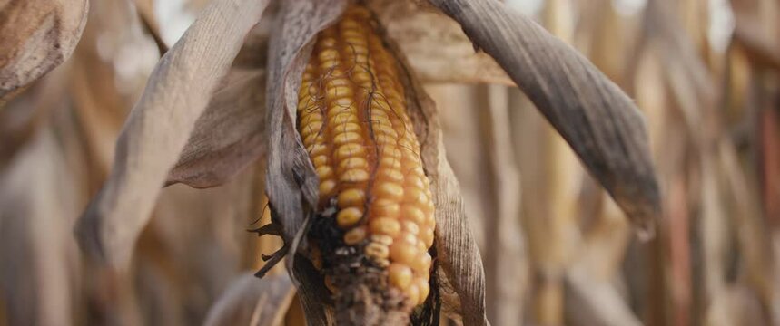 Corn drought dried cornfield global warming dry agriculture close up