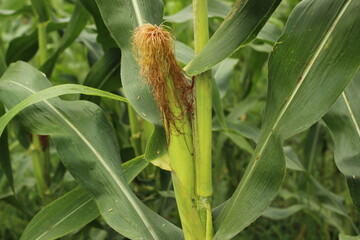 corn plants in the community's fields that bear fruit