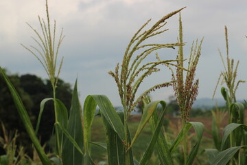 Fototapeta na wymiar corn plants in the community's fields that bear fruit