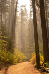 Obraz premium Smoky Haze Fills Hillside In Bright Morning Light