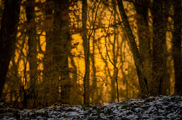 sunset in the forest