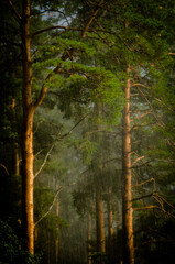 Obraz premium forest in autumn