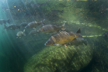 Carp in the shoal near the surface. European carp during scuba dive. Fish in European water.