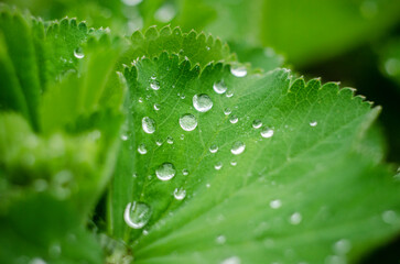leaf with drops