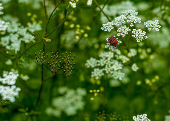 red currant bush