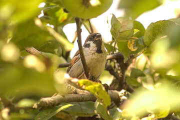 Fototapeta premium Pretty Bird Chilling In A Tree
