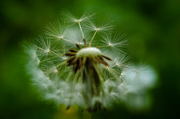 dandelion seed head