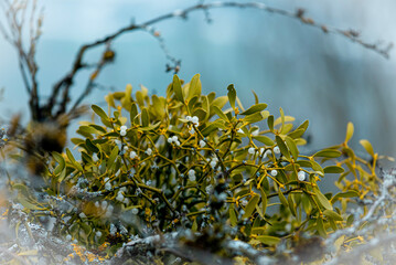 spring in the forest
