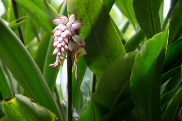 Flor da colônia (Alpinia speciosa ou Alpinia Zerumbet). No Brasil é encontrada em várias regiões, com os nomes populares Azucena-de-porcelana, gengibre-concha, alpínia e flor de cera.