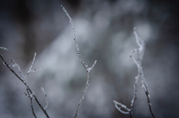 frost on a branch