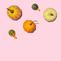Pastel autumn concept. Little pumpkins on light pink background. Minimalistic fall composition with copy space.