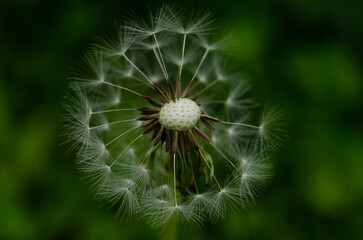 dandelion head