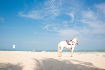 Fototapeta na wymiar A white horse stands on the beach during the summer time.