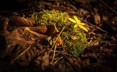 autumn leaves on the ground