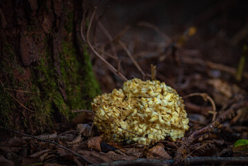 mushrooms on a tree
