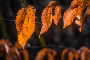 autumn leaves on the ground