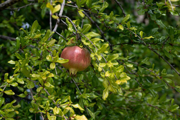 Una granada todavía en el árbol a punto para ser recolectada