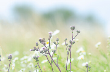 Fototapeta premium flowers in the field