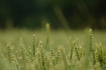 grass in the morning