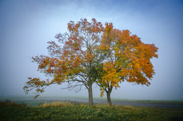 autumn landscape with tree