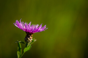 bee on thistle
