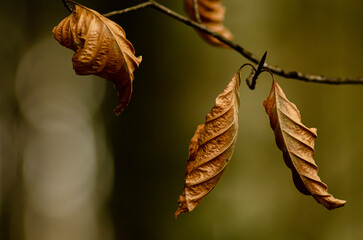 golden autumn leaves