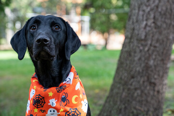 Black labrador retriever puppy sits wearing a Halloween scarf bandana