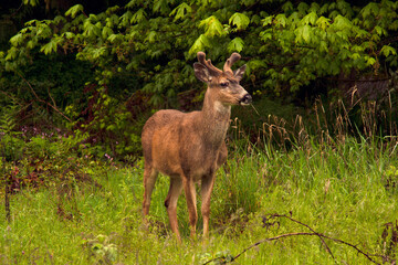 Naklejka na ściany i meble Young mule deer with growing antlers covered in velvet. 