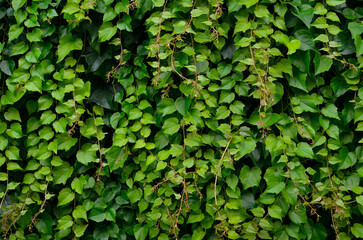 Texture of curly twigs and leaves of ivy