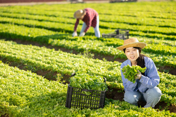 Smiling young asian female farmer cutting fresh green lettuce leaves during spring harvest at farm...