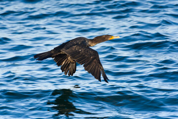 Cormorant flying low with wings extended across waves on blue water