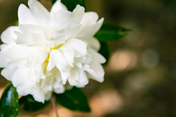 白いツバキの花
