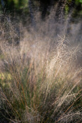 ネズミガヤの枯れた葉	