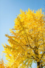Fototapeta premium 青空とイチョウ 