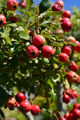 サンザシ（山査子）の実