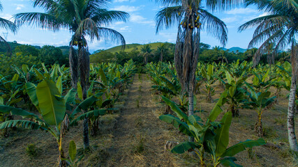 Fototapeta premium A banana plantation using the agroforestry system in Cachoeiras de Macacu, metropolitan region of Rio de Janeiro, Brazil.