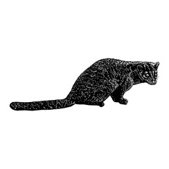 African Palm Civet hand drawing vector illustration isolated on background