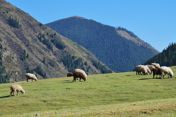 Flock of sheep. Kyrgyzstan