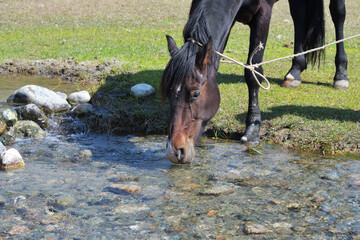 Horse drinking. Kyrgyzstan
