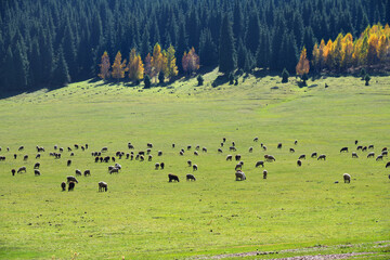 Flock of sheep. Kyrgyzstan
