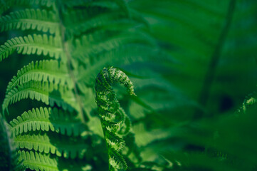 Close-up of ferns in a garden