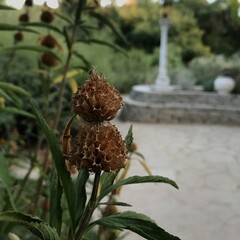 Flower Garden Photos