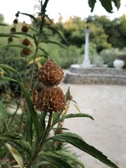 Flower Garden Photos